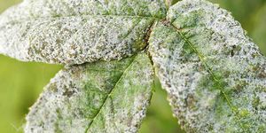 uploads/images/disease/POwdery mildew of mango.jpg